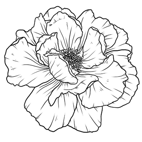 black and white detailed rose illustration drawing