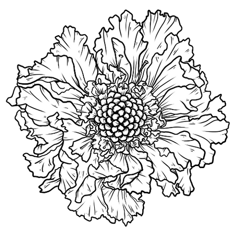 black and white floral illustration drawing